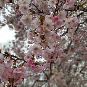 Meet your Posher, Cait